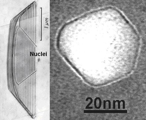 Interstitial and vacancy agglomerates