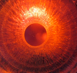 click to enlarge size Thin Si transparent to light