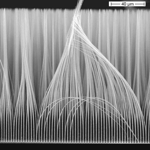 click to enlarge size si nanowires