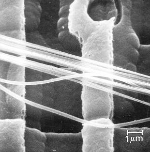 click to enlarge size Spider web